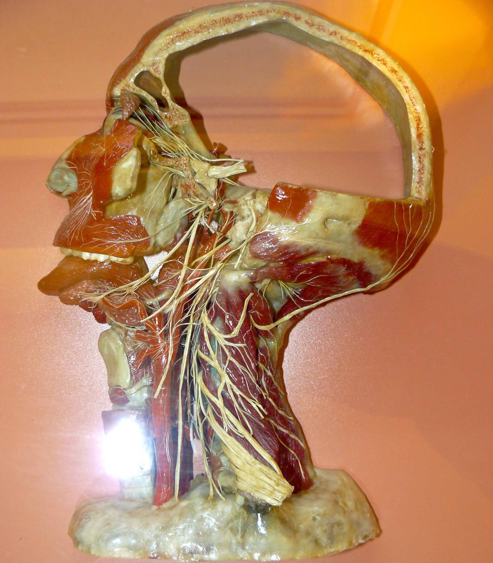 Wax Model 3.jpg